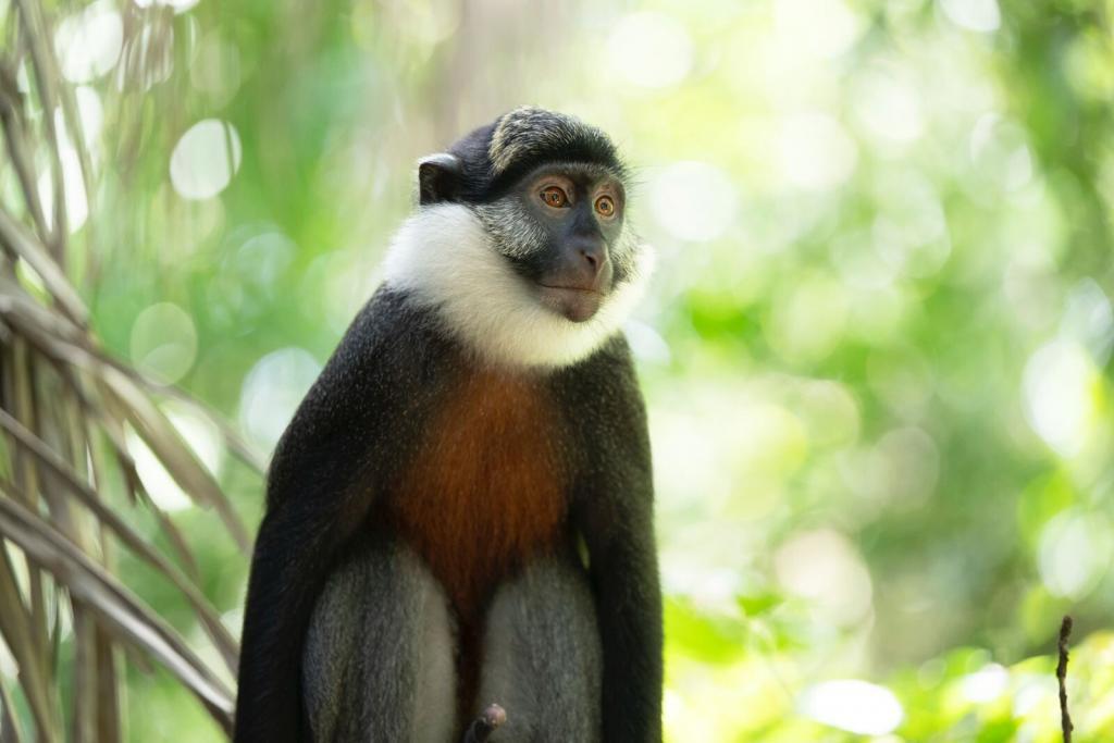 Foto de un mono de vientre rojo